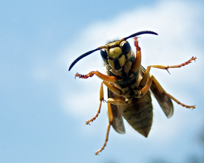 hornet